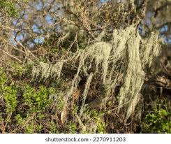 Attēlu rezultāti vaicājumam “Evernia divaricata”