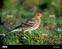 Image result for Anthus cervinus