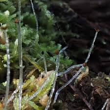 Attēlu rezultāti vaicājumam “Chiloscyphus”