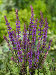 Attēlu rezultāti vaicājumam “Salvia nemorosa leaf”
