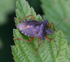 Attēlu rezultāti vaicājumam “Pentatoma rufipes”