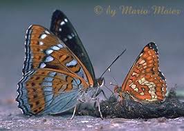 Attēlu rezultāti vaicājumam “Limenitis populi upperside”