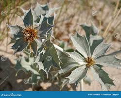 Attēlu rezultāti vaicājumam “Eryngium maritimum”