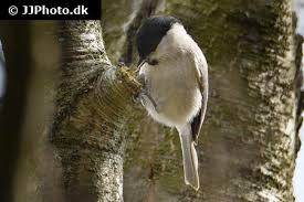 Attēlu rezultāti vaicājumam “Poecile palustris”