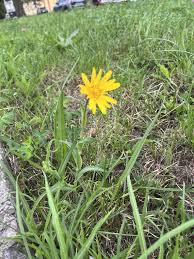 Attēlu rezultāti vaicājumam “Microbotryum tragopogonis - pratensis”