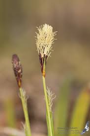 Attēlu rezultāti vaicājumam “Carex pilosa flower”