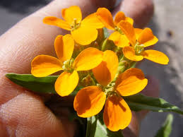 Attēlu rezultāti vaicājumam “Erysimum hieracifolium”