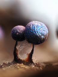 Attēlu rezultāti vaicājumam “Lamproderma ovoideum stalked”