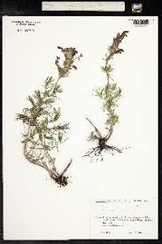 Attēlu rezultāti vaicājumam “Dracocephalum ruyschiana”