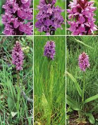 Attēlu rezultāti vaicājumam “Dactylorhiza majalis subsp. baltica”