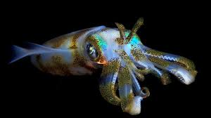 Attēlu rezultāti vaicājumam “Colloderma sp.”