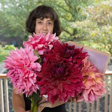 Image result for Dahlia x pinnata `Decorative Giants`