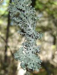 Attēlu rezultāti vaicājumam “Hypogymnia physodes”