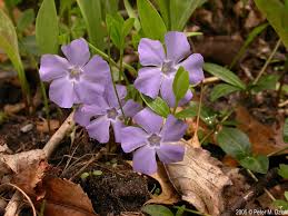 Attēlu rezultāti vaicājumam “Vinca minor flower”