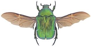 Attēlu rezultāti vaicājumam “Cetonia aurata imago”