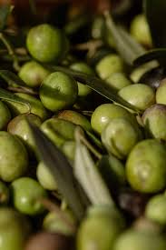 Attēlu rezultāti vaicājumam “Oligonema affine”