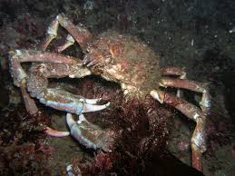 Attēlu rezultāti vaicājumam “Lophozia laxa macro”