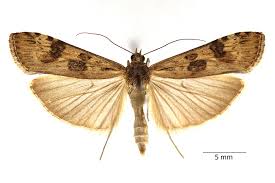 Attēlu rezultāti vaicājumam “Nomophila noctuella”