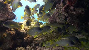 Image result for Pomadasys commersonnii