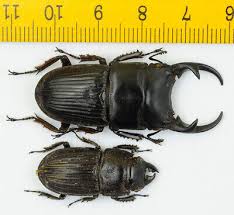 Attēlu rezultāti vaicājumam “Lucanidae”