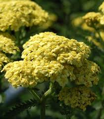 Image result for Achillea millefolium