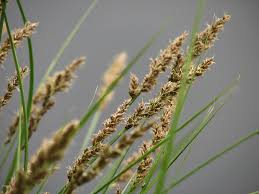 Attēlu rezultāti vaicājumam “Carex scandinavica”