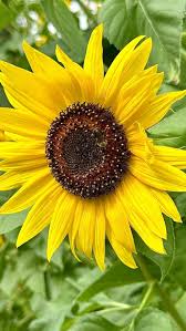 Attēlu rezultāti vaicājumam “Helianthus annuus fruit”