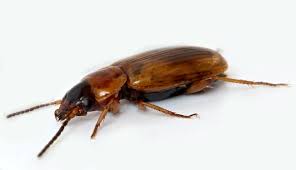 Attēlu rezultāti vaicājumam “Acupalpus flavicollis”