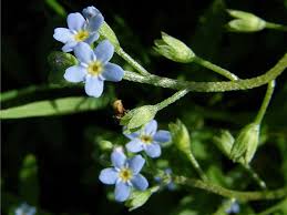 Attēlu rezultāti vaicājumam “Myosotis laxa subsp. baltica”