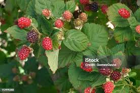 Attēlu rezultāti vaicājumam “Rubus plicatus fruit”