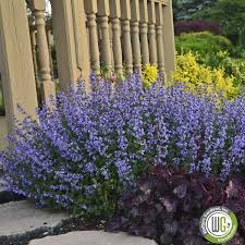 Attēlu rezultāti vaicājumam “Nepeta x faassenii”