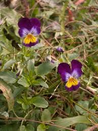 Attēlu rezultāti vaicājumam “Viola tricolor flower”