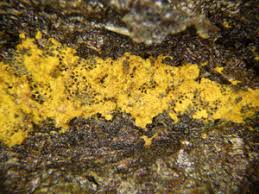 Attēlu rezultāti vaicājumam “Oligonema sp.”