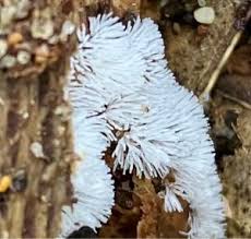 Attēlu rezultāti vaicājumam “Ceratiomyxa fruticulosa young”