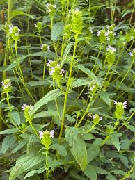 Attēlu rezultāti vaicājumam “Prunella vulgaris leaf”