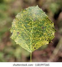 Attēlu rezultāti vaicājumam “Melampsora magnusiana”