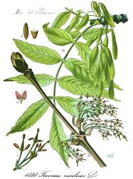 Attēlu rezultāti vaicājumam “Fraxinus excelsior fruit”