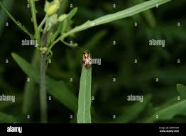 Attēlu rezultāti vaicājumam “Lygus pratensis nymph”