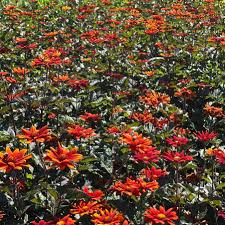 Image result for Heliopsis scabra