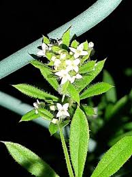 Attēlu rezultāti vaicājumam “Galium uliginosum”