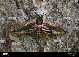 Attēlu rezultāti vaicājumam “Sphinx pinastri”