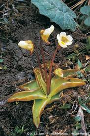 Attēlu rezultāti vaicājumam “Pinguicula alpina”