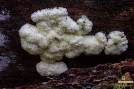 Attēlu rezultāti vaicājumam “Ceratiomyxa porioides young”