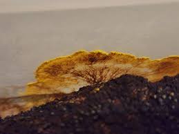 Attēlu rezultāti vaicājumam “Physarum viride var. aurantium”