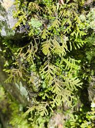 Attēlu rezultāti vaicājumam “Porella platyphylla macro”