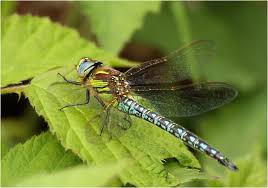 Attēlu rezultāti vaicājumam “Brachytron pratense”