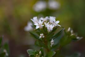 Attēlu rezultāti vaicājumam “Lysimachia vulgaris fruit”