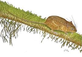 Attēlu rezultāti vaicājumam “Cricetidae”