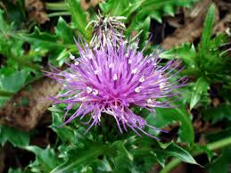 Attēlu rezultāti vaicājumam “Cirsium acaule flower”