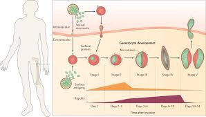Attēlu rezultāti vaicājumam “undetermined plasmodium”